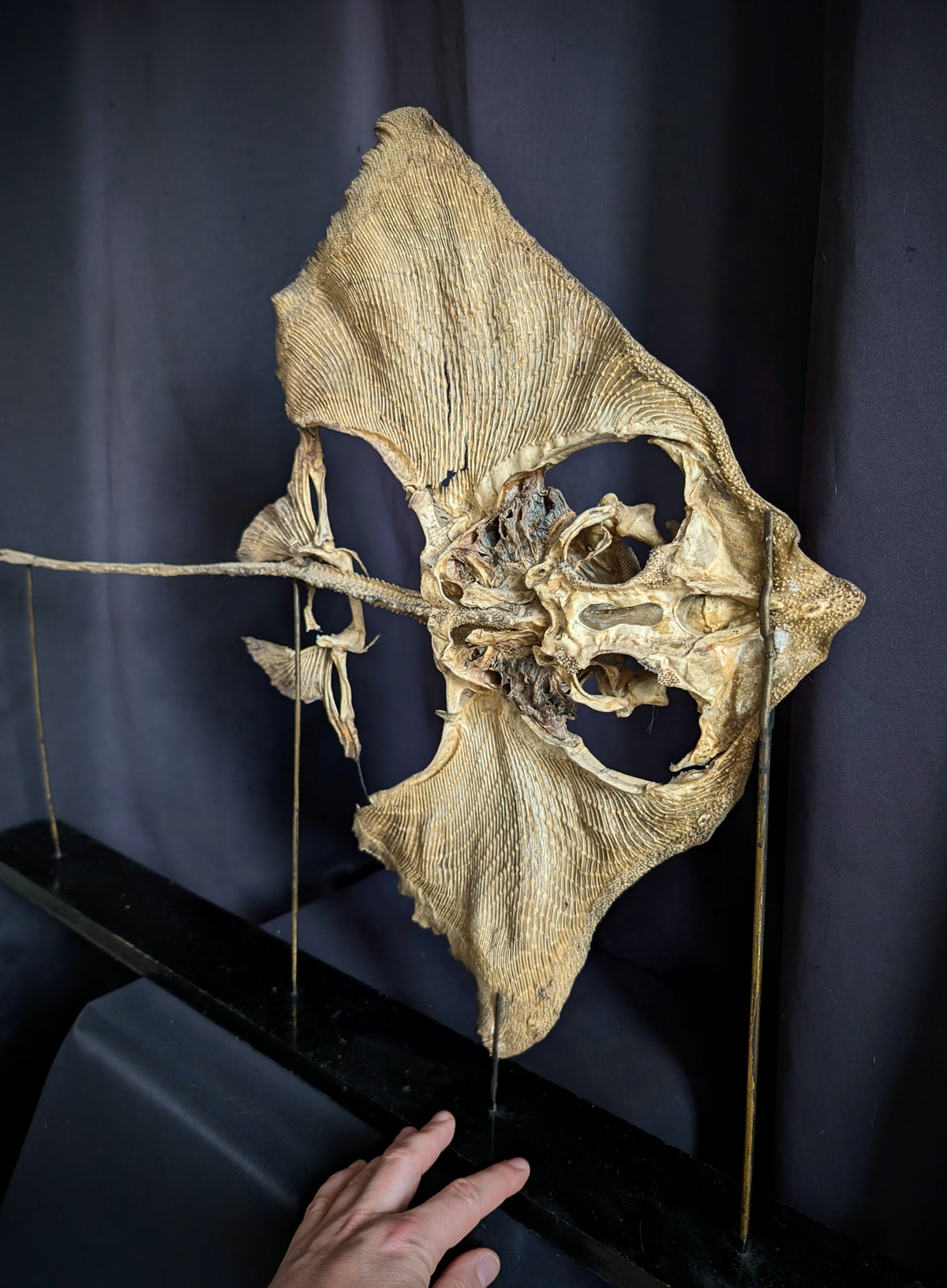 Large Eagle Ray Skeleton on Stand – Early 20th Century