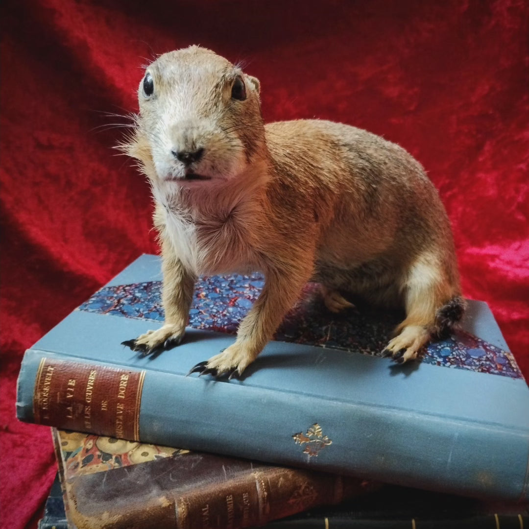 Prairie Dog taxidermy Cynomys Rare !