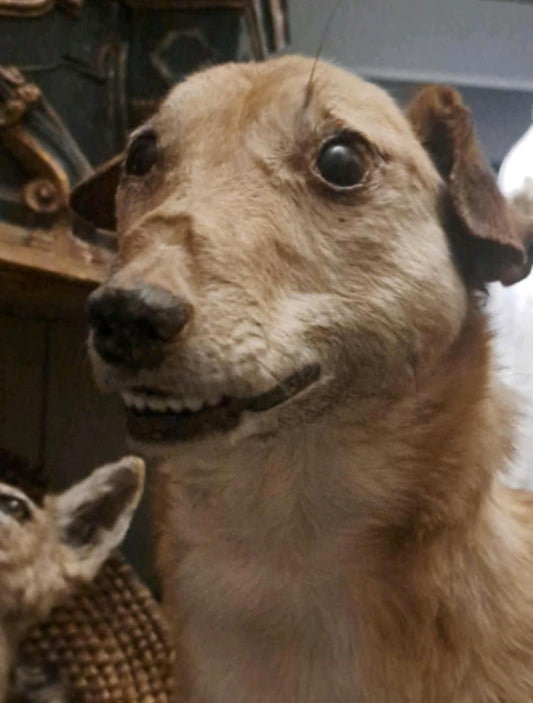 Dog taxidermy