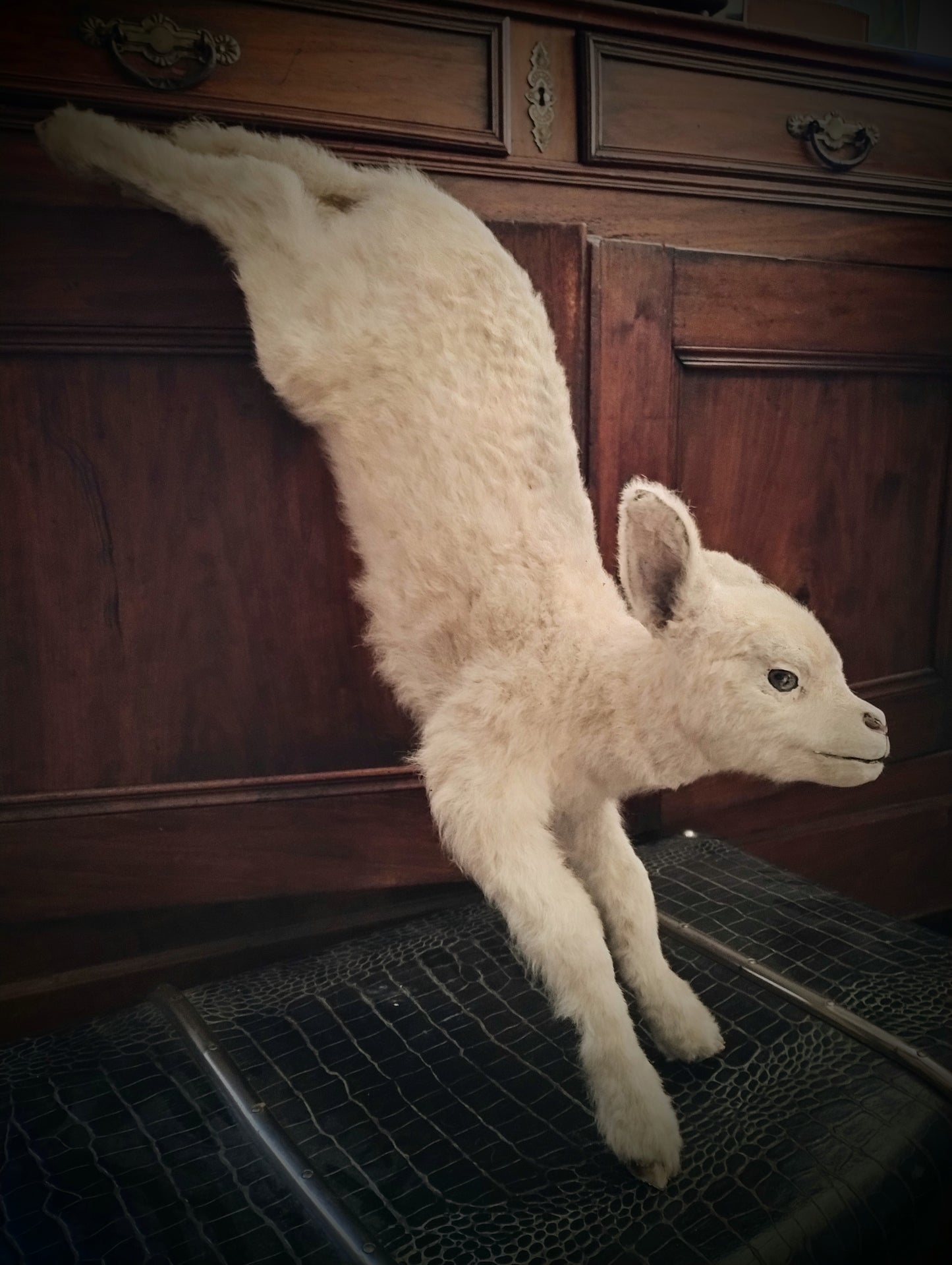 White Lamb taxidermy jumping