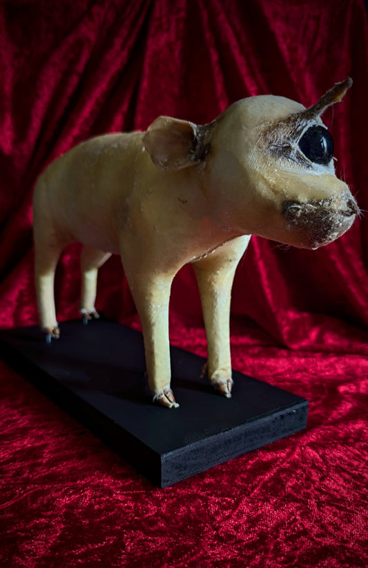Rare Unicorn Cyclops Pig Taxidermy ! freak