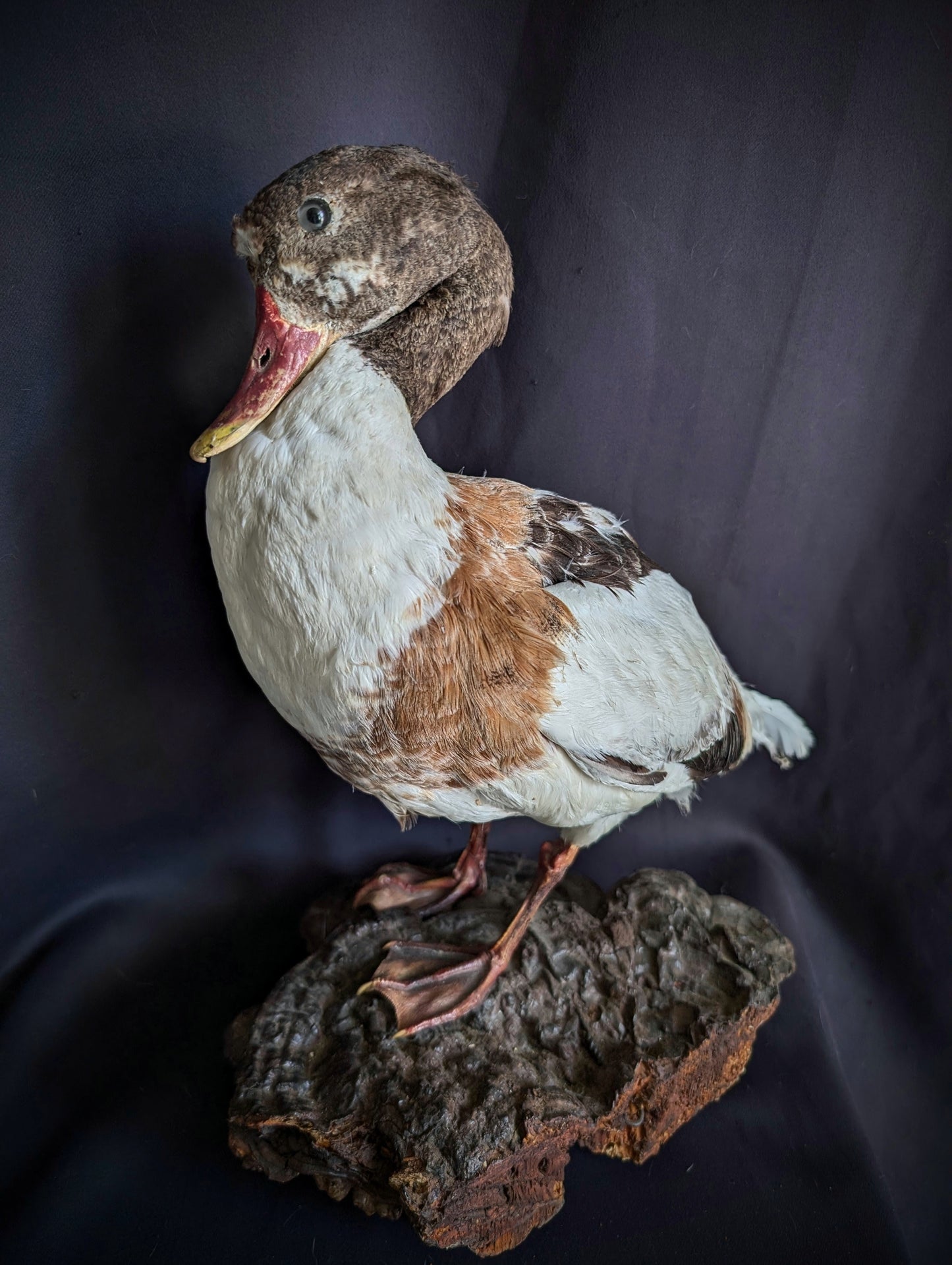 Antique Duck taxidermy on a fungus base (1960's)